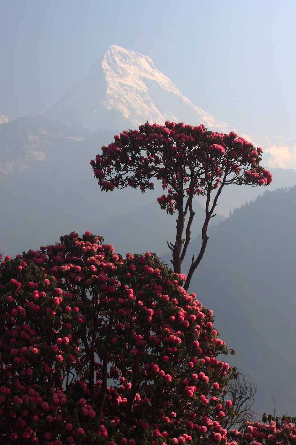 Nepal